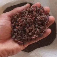 کشمش آفتابی و مویز تاکستان|خوردنی و آشامیدنی|تهران, خلیج فارس|دیوار