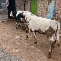 ۴ راس گوساله ماده ۲۰۰ کیلو به بالا اصل جنس