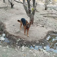 سگ ژرمن|سگ|نرماشیر, |دیوار