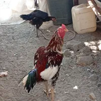 مرغ|حیوانات مزرعه|توکهور, |دیوار