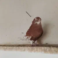 کبوتر سرور|پرنده|خرمدره, |دیوار