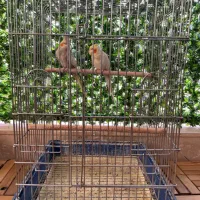 عروس هلندی