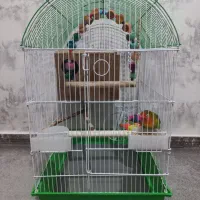 طوطی برزیلی نژاد فیشر به همراه وسایل|پرنده|پاکدشت, پاکدشت (مامازند)|دیوار