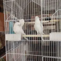 عروس هلندی البینو همراه جوجه