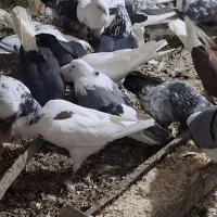 معاوضه کبوتر با مرغ لاری