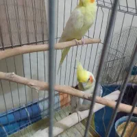 عروس هلندی|پرنده|تهران, هاشمی|دیوار