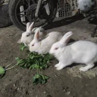 خرگوش 3تا بالق