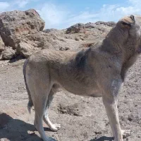 واگذاری سگ پژدر