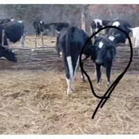 گوساله دورگ جنگلی