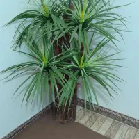 درختچه مصنوعی