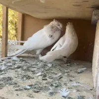 کفتر