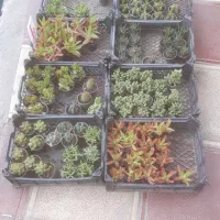 ساکولنت کلی جزئی|گل و گیاه طبیعی|گنبد کاووس, |دیوار