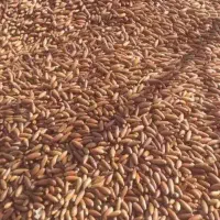 بلوط غذای دام