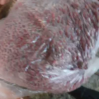 زرشک|خوردنی و آشامیدنی|وردشت, |دیوار