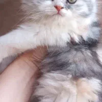 گربه بریتیش اصیل