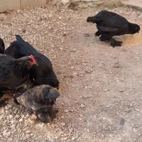 مرغ و خروس مرندی اصیل|حیوانات مزرعه|ساری, |دیوار