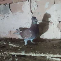 سه عدد ترکیه