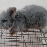 خرگوش|موش و خرگوش|قائمشهر, |دیوار