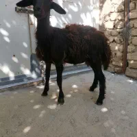 بره ماده قزل