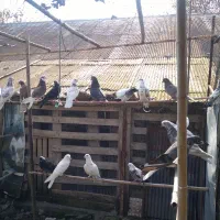 کبوتر|پرنده|رشت, حومه رشت|دیوار