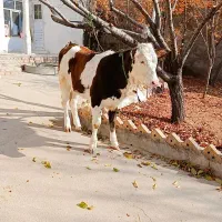 سالم و زمین گیرگاو گوساله ریزو درشت همه نوع|حیوانات مزرعه|زنجان, |دیوار