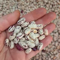 رب آلو ترش .عرق نعنا ،کاسنی ،لوبیا چیتی