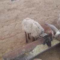 کاوور دودندان با میش جوان شکم سه|حیوانات مزرعه|تربت جام, جامرود|دیوار