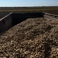 بادام زمینی