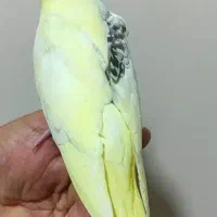 فروش