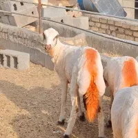 میش کاور بره عروسک و خوشکل