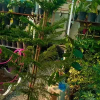 گلکده آیلار|گل و گیاه طبیعی|فردوس (خراسان), |دیوار