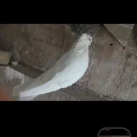 نر کله ای|پرنده|بندرعباس, |دیوار