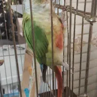 طوطی گرینچیک|پرنده|احمدآبادمستوفی, |دیوار