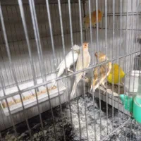 قناری نروماده مست|پرنده|بومهن, |دیوار