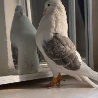 کفتر پشت نر گمشده