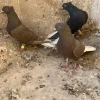 دم سفید|پرنده|اقبالیه, |دیوار