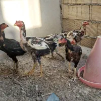 مرغ و خروس لاری