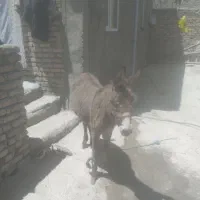 ماده جوان