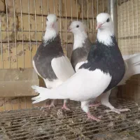 کبوتر طوقی ۱۷ عدد|پرنده|اصفهان, بوستان ناژوان|دیوار