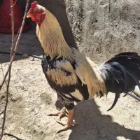 فروش بوقلمون گوشتی