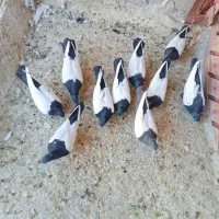 10تا دوکت سفید