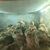 بوقلمون برنز ۱ ماهه