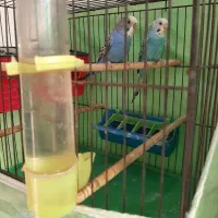 یک جفت مرغ عشق