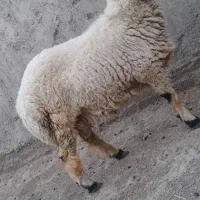 گوسفند|حیوانات مزرعه|زابل, |دیوار