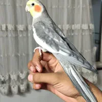 عروس هلندی مولد