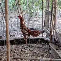خروس لاری ابرش