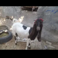 بز پاکستانی و با کهره نر و بز ترکی