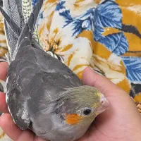 عروس هلندی