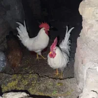 خروس آواز خوان سفید