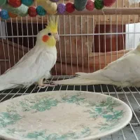 عروس هلندی مولد